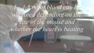 blood drawcardiac puncture in mice [upl. by Annahael608]