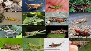 Types of grasshoppers  Different types of grasshoppers species [upl. by Asor]