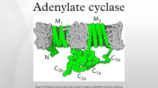 Adenylate cyclase [upl. by Nallad]