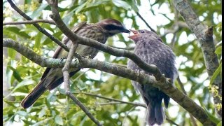 Casal de Peitica Empidonomus varius parasitados por Virabosta Molothrus bonariensis [upl. by Gant]