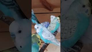 Papugi faliste budgies [upl. by Damahom]