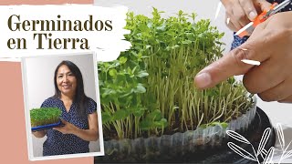 Germinados de Linaza Alpiste Ajonjolí y Lentejas EN TIERRA 😍  Cuidados que se debe de tener 🌱 [upl. by Boyce]