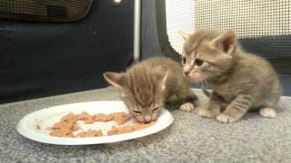 Kittens eating food for the first time [upl. by Auot]