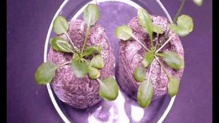 Acetochlor on Arabidopsis  A time lapse characterisation [upl. by Redliw]