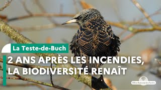 Deux ans après les incendies la biodiversité renaît à La TestedeBuch [upl. by Lamonica403]