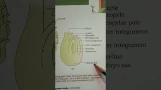 Structure of Megasporangium Ovule [upl. by Timmi]