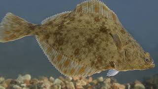 What eats the flounder Is the flounder a good fish to eat How do Flounders have babies [upl. by Isahella249]