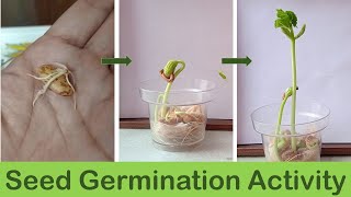 Gram Seed Germination Kids Science Activity  AinyCooks [upl. by Opportuna]