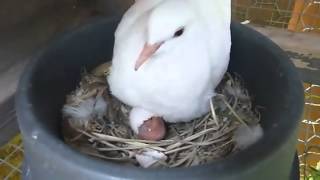 Ring Neck Dove Starting to Hatch [upl. by Arykat]