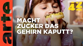 Macht Zucker dumm  42  Die Antwort auf fast alles  ARTE [upl. by Ymor]