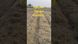 Mulching in potato farming youtubeshorts [upl. by Ayrb]