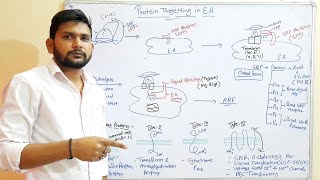 Protein Transport in ERCSIR NET [upl. by Aitra]