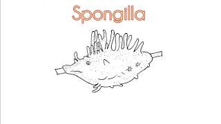 How to draw Spongilla Spongilla [upl. by Markman]