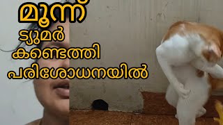 ഒരുപാട് സ്നേഹിച്ചു കഷ്ടപ്പെടുത്താനോ 😪catvideos poordogsmedia7668 [upl. by Magna]