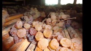 Production of Il Poggione Vin Santo SantAntimo DOC Riserva [upl. by Bridgid]