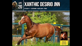 Lote 20  XANTHIC DESIRIO [upl. by Hill595]