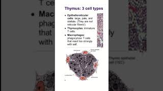 Thymus histology features histology youtubeshort [upl. by Muirhead]