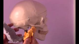 Cranial Bone Motions [upl. by Eirelam]