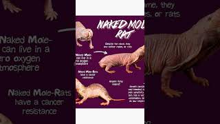 Naked Mole Rat Characteristics [upl. by Papst]