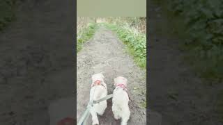 Sealyham Terrier walks around Stodmarsh Nature Reserve 26th March 2024 dogs nature canterbury [upl. by Eyeleen396]