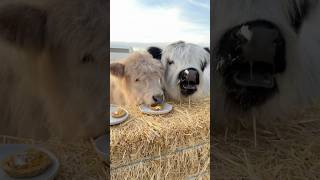 My baby cows try pumpkin pie for the first time [upl. by Eikcuhc611]