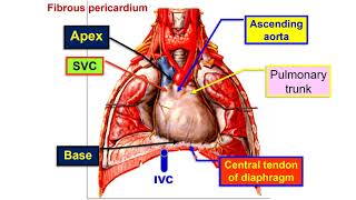 Fibrous pericardium  Pericardial sinuses [upl. by Hilda708]