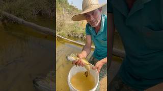 mais uma bruta de traíra🐟 para o lago fishing pesca pescaria peixe [upl. by Remark]