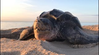 LEATHERBACK SEATURTLES The oceans largest seaturtle  Oceana [upl. by Noiemad858]