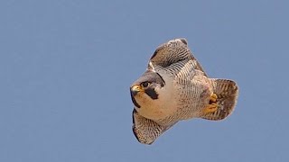 Peregrino picadoPeregrine falcon stoop [upl. by Concha]