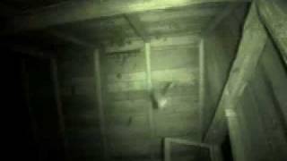 Night footage of bats flying in cabin [upl. by Oir]