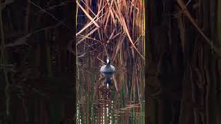 Marsh Birds in the Lowcountry [upl. by Leelaj948]