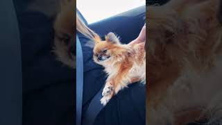 spitzdog pomeranian spitzlover pets love funnyvideo funnydogs pomeranianpuppy pomeranians [upl. by Anihsat495]