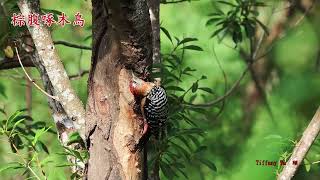 20241110棕腹啄木鳥澎湖遊憩園區 Rufousbellied Woodpecker [upl. by Shuping]