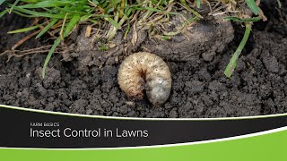 Insect Control in Lawns [upl. by Nauqas]