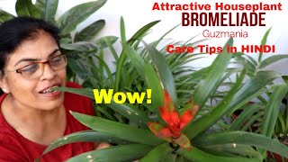 Guzmania very attractive easy to care indoor plant [upl. by Witherspoon]