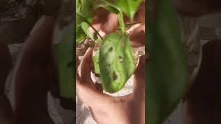 Monstera adansonii water propagation 🌱🌿gardening mytakeonhomeandgarden gardenplants [upl. by Llerryt723]