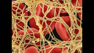 Secondary Hemostasis The Clotting Finale [upl. by Eniamart]