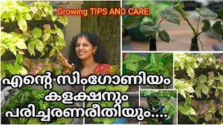 Syngonium  സിംഗോണിയം types and care  low light plant  Gardening Malayalam  shilpazz Thattikootu [upl. by Reg]