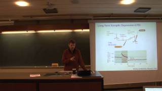 Neurobiology 6 Lec  Longterm Depression 78 [upl. by Irneh]