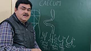 Caecum part 12 by Dr A K Singh [upl. by Yetac901]