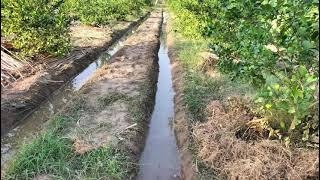 Furrow Irrigation in sandy soil on PQNK [upl. by Loesceke261]