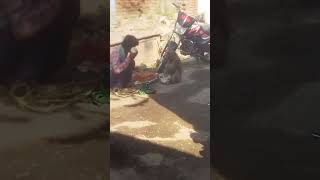 Madari ka khel bandar ka tamasha viralvideo funny NandlalLakhimpur [upl. by Anitsim]