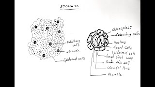 STOMATA DIAGRAM FOR CLASS 11 BIOLOGY [upl. by Guenzi]