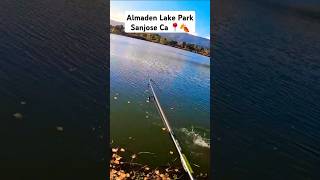 Fishing for bass at Almaden Lake Park fall time fishing bassfishing trendingshorts bayarea fyp [upl. by Chaves]