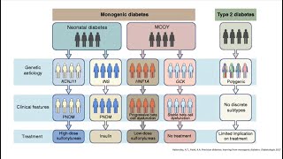 Maybe its MODY An Introduction to Monogenic Diabetes Webinar 2023 [upl. by Loggia649]