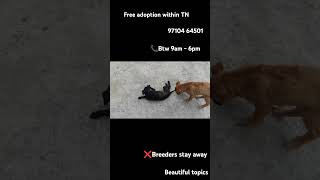 Adoption in chennai freedogadoption cutedog puppies ytshorts youtube dog [upl. by Bailar]