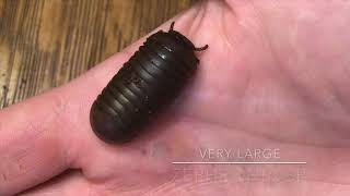 Super cute Rubber Duckie Pill Millipedes unboxing and Obsevations [upl. by Jevon898]