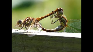 Dragonfly Life Cycle  Hidden World [upl. by Carmela]