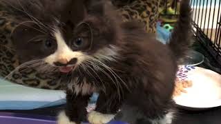 Feral Kitten Pistachios First Week After Rescue [upl. by Acceb]