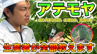 【保存版】栽培者が語るアテモヤの育て方！大事な剪定をとことん！生理・生態・性質などなど [upl. by Hermann]